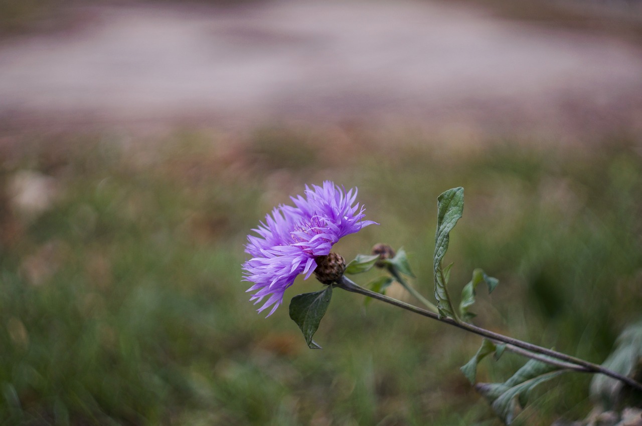 flower  bokeh  flowers free photo