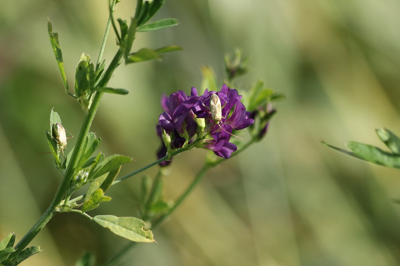 flower  beetle  sitting free photo