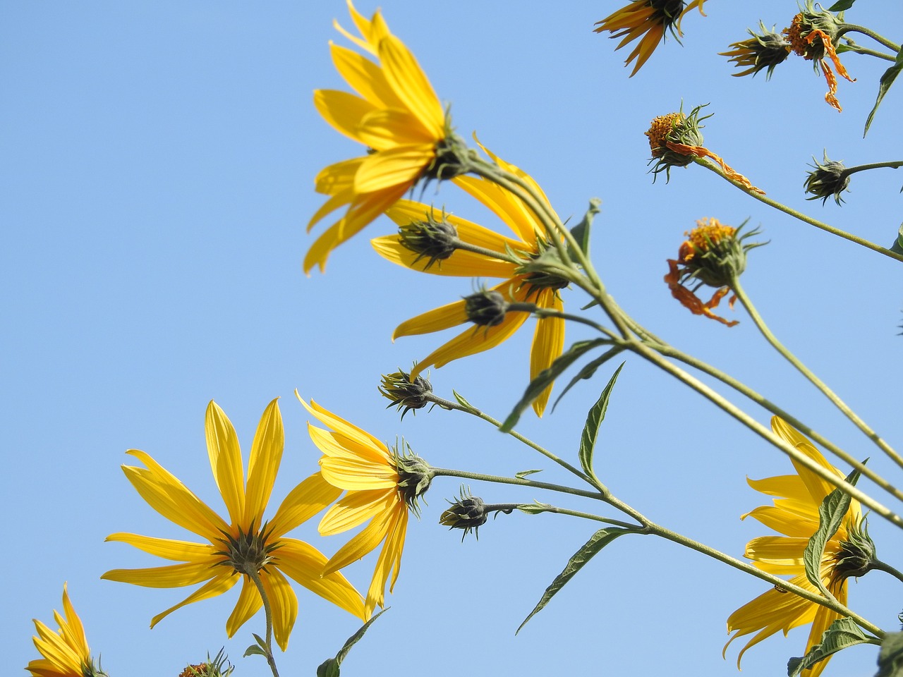 flower  yellow  plant free photo