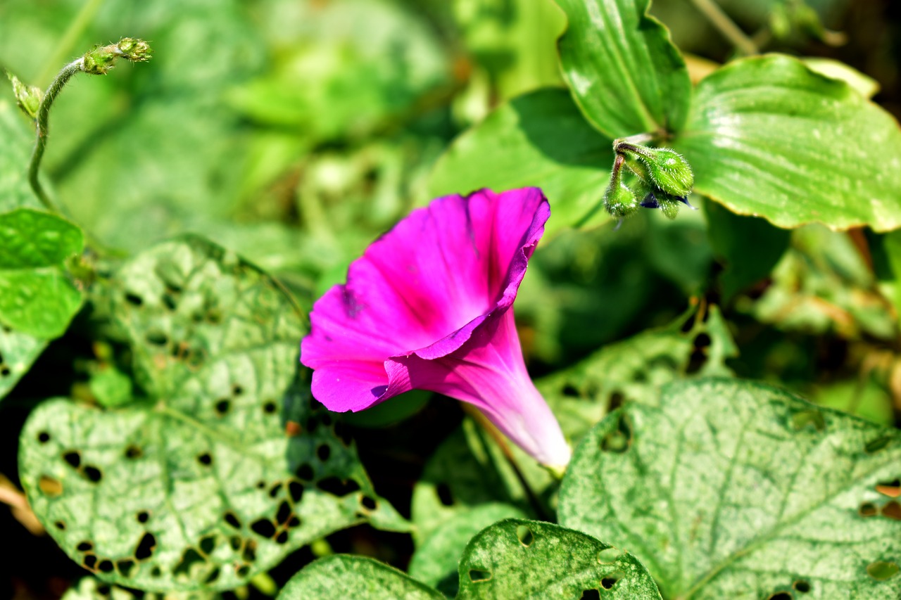 flower  purple  plant free photo