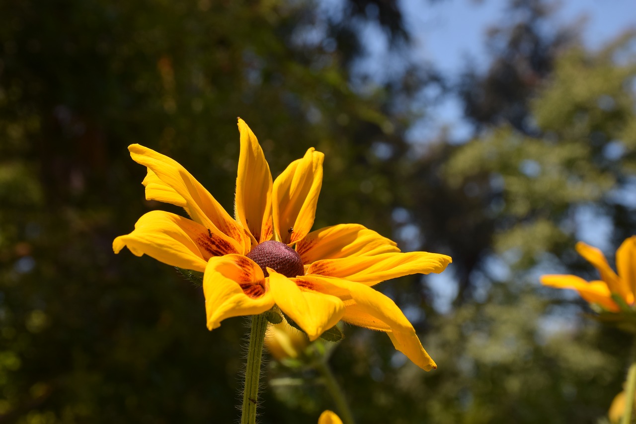 flower  yellow  garden free photo