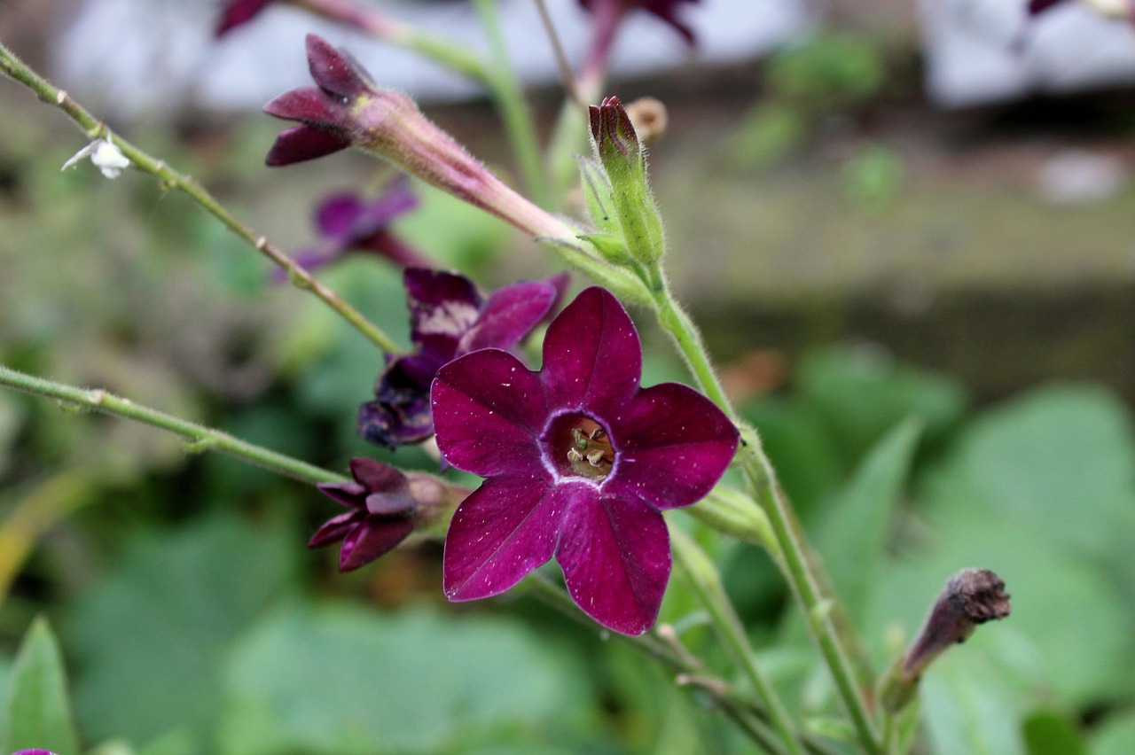 flower  purple flower  autumn free photo