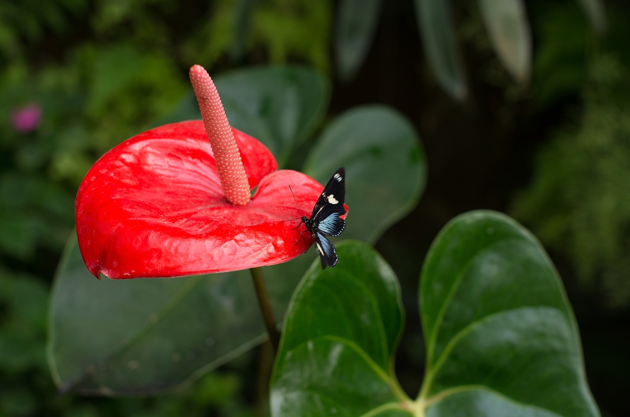 flower  butterfly  nature free photo