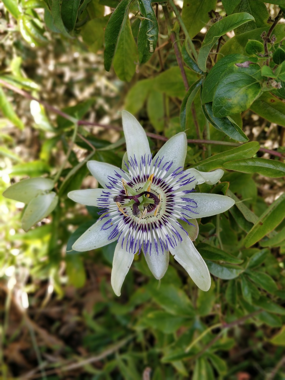 flower  white  plant free photo