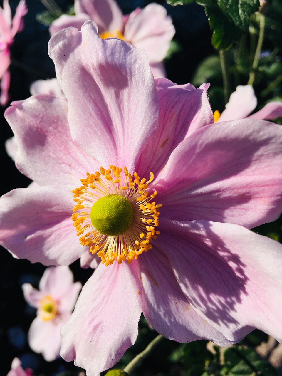 flower  garden  plant free photo