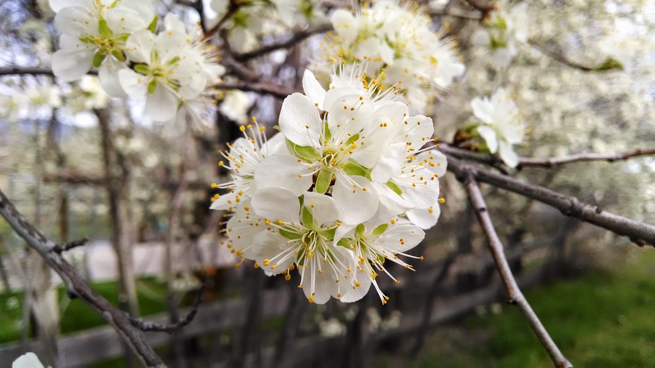 flower white blossom free photo