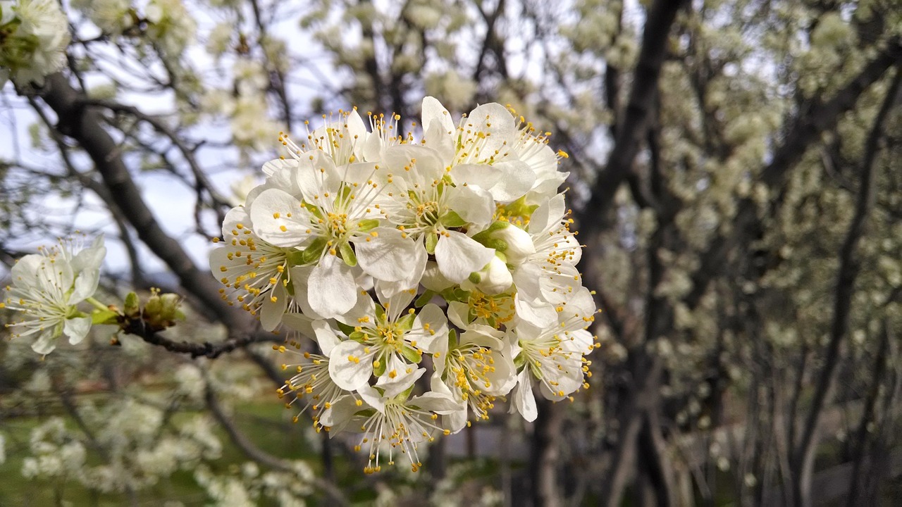 flower white blossom free photo