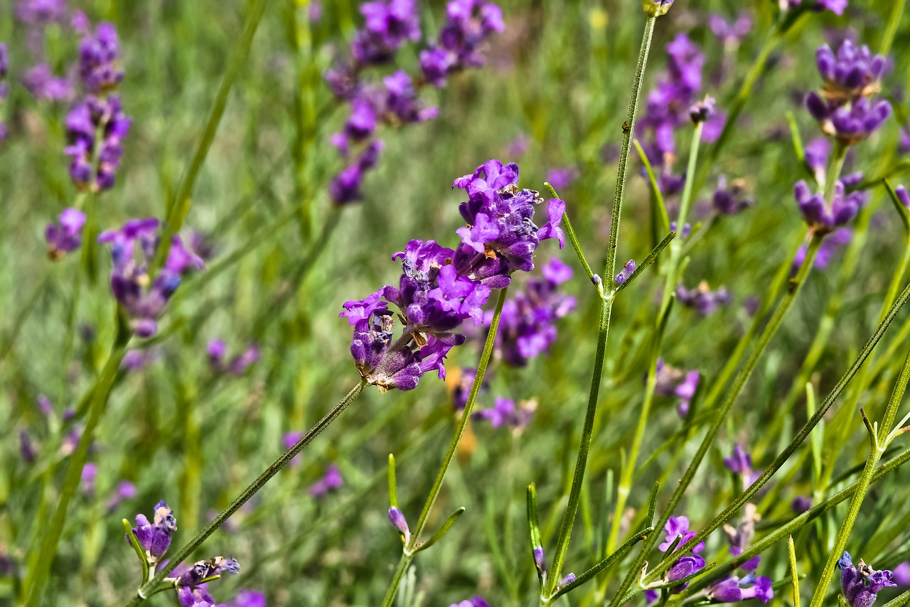 flower  lavender  nature free photo