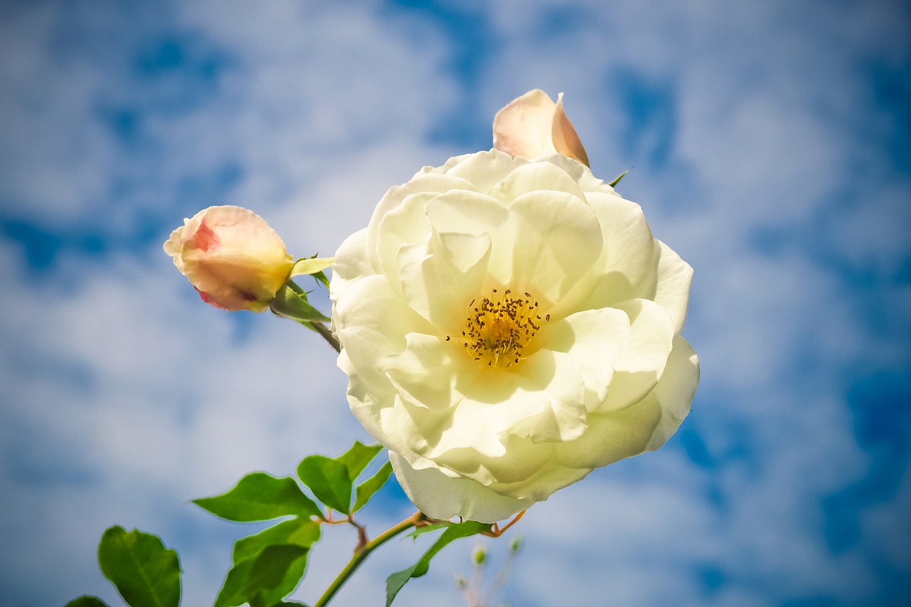 flower  rose  blossom free photo