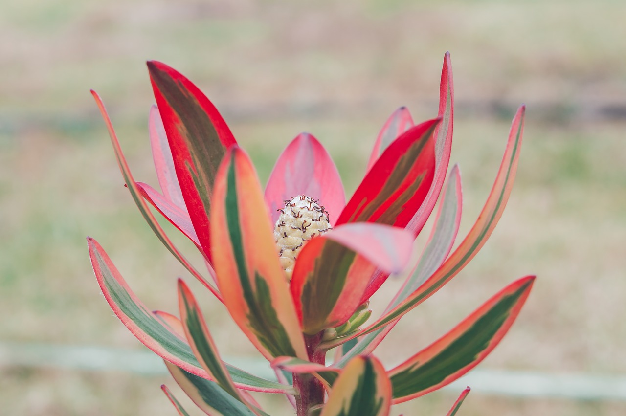 flower  nature  blossom free photo