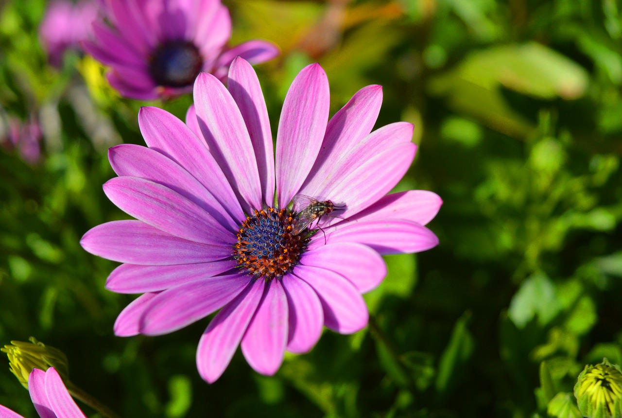 flower  blossom  bloom free photo