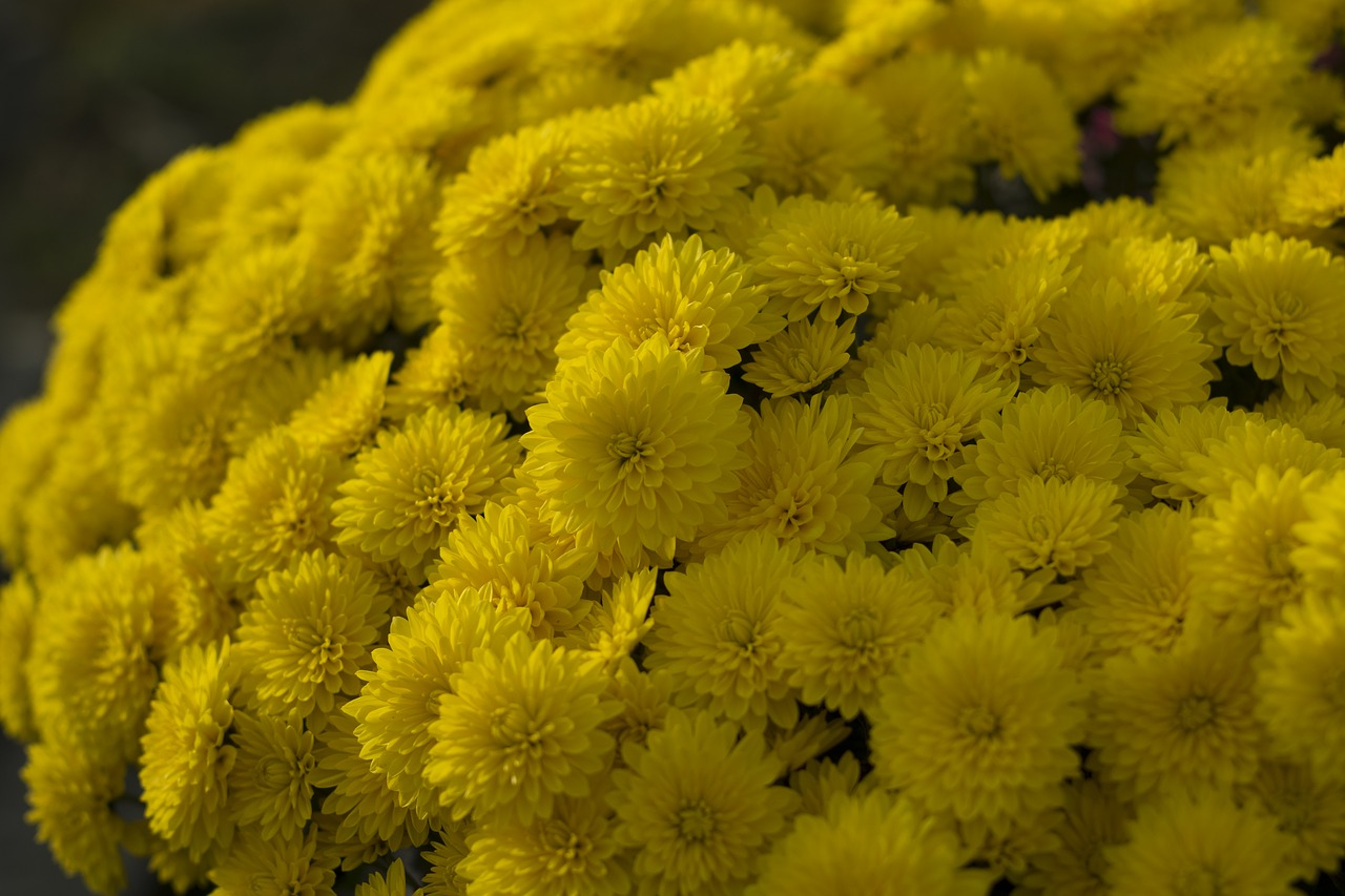 flower  chrysanthemum  nature free photo