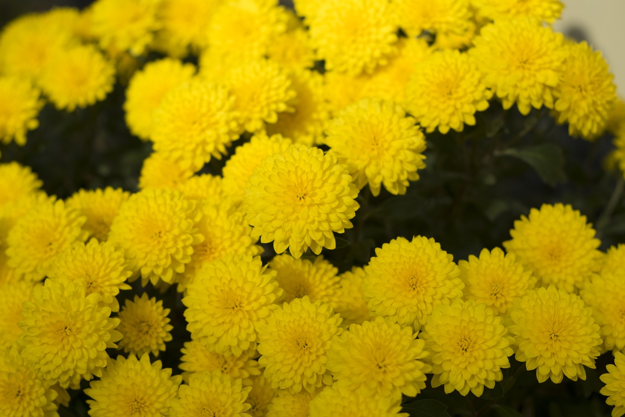 flower  chrysanthemum  nature free photo