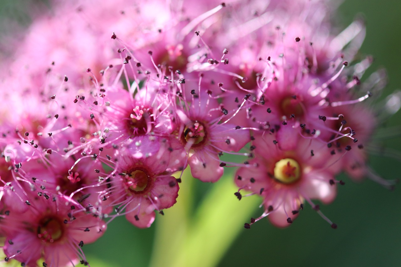 flower  pinki  pink free photo