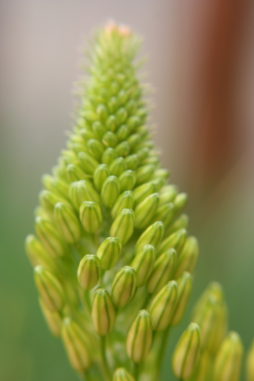 flower  bud  nature free photo