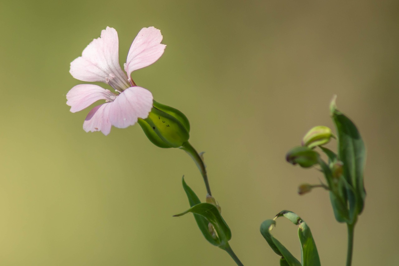 flower  nature  blossom free photo