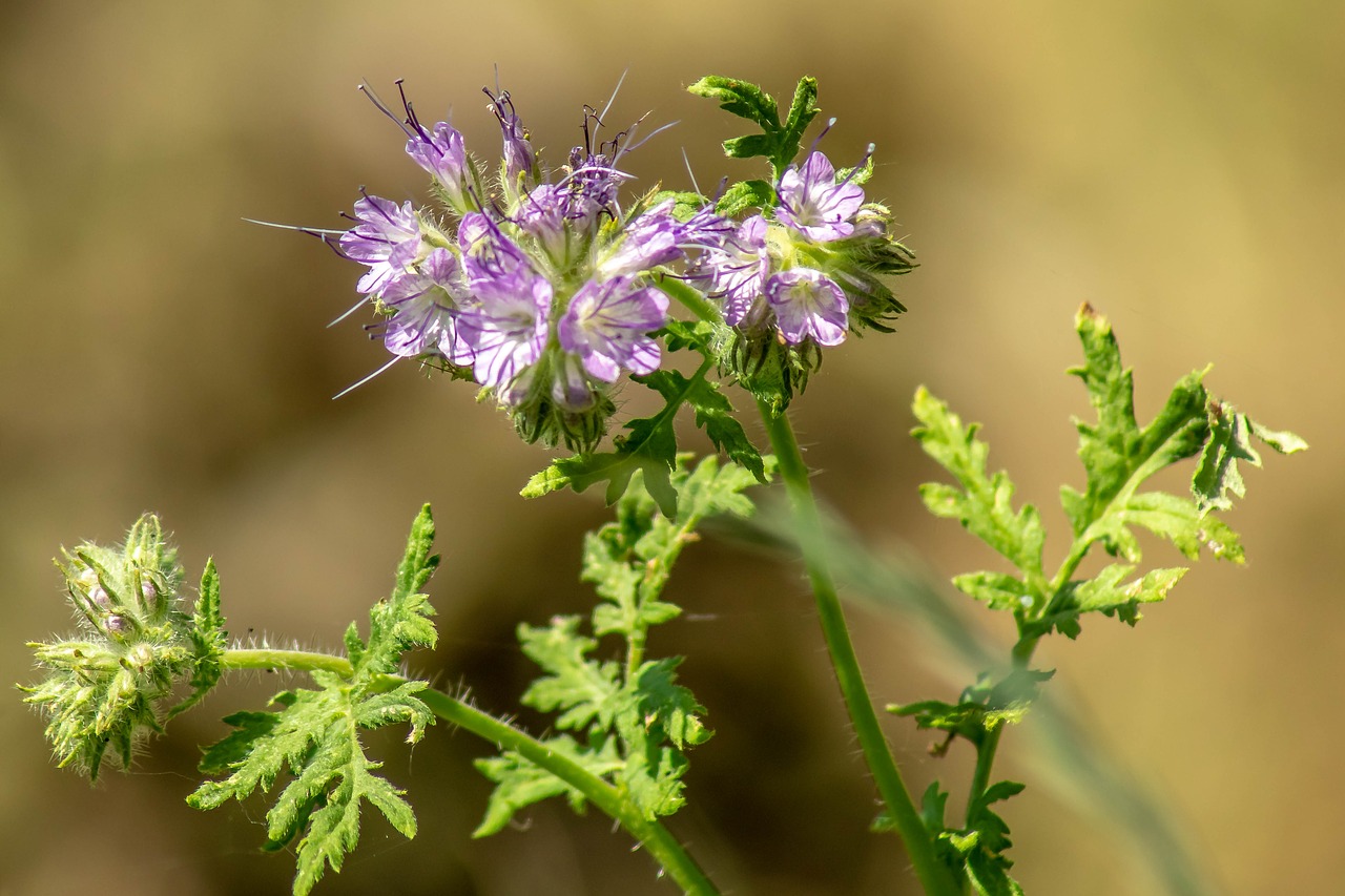 flower  garden  close up free photo