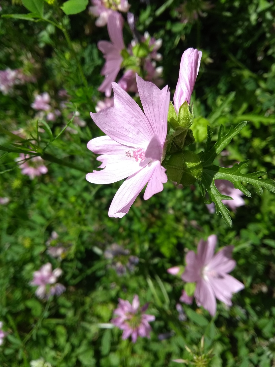 flower  blossom  bloom free photo