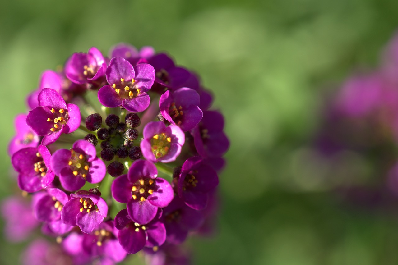 flower  blossom  bloom free photo