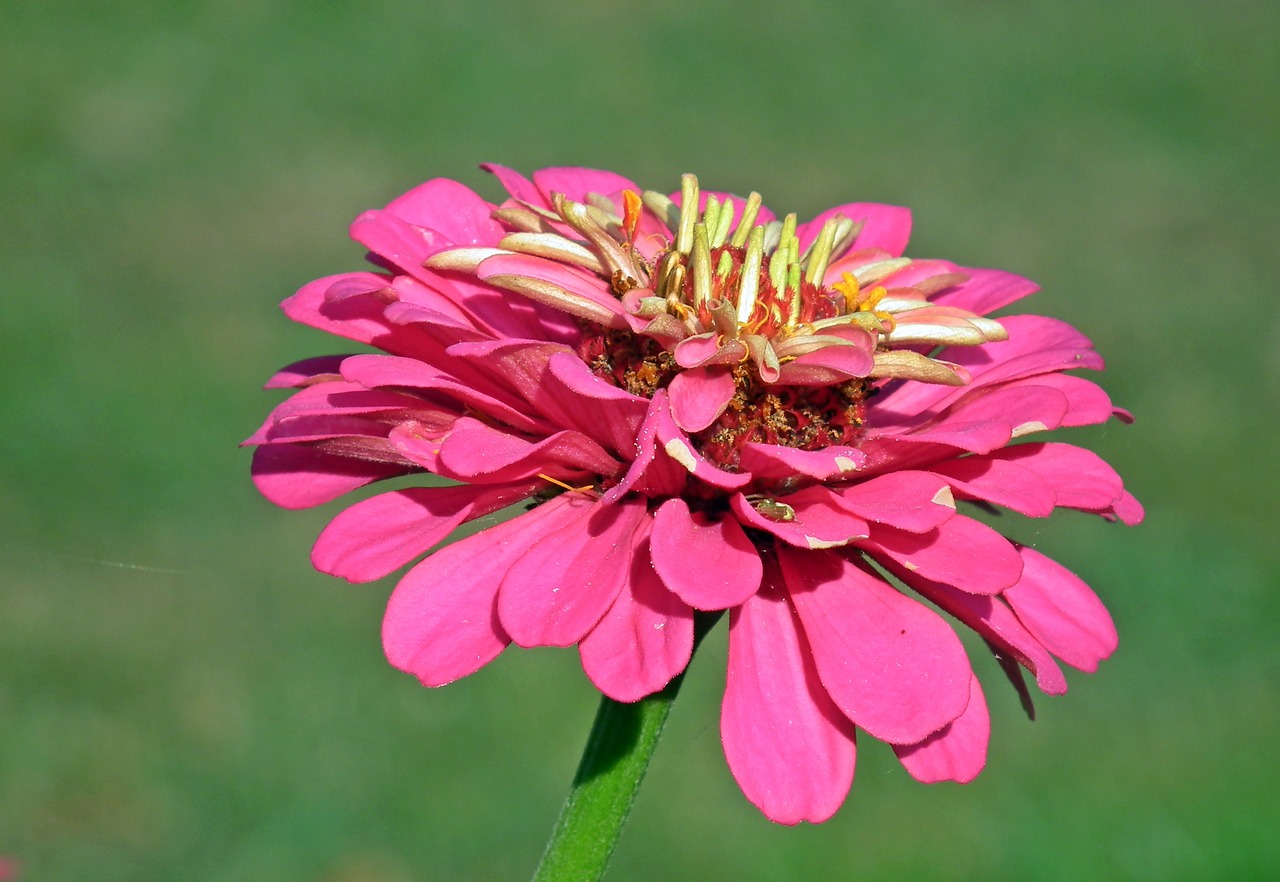 flower  zinnia  macro free photo