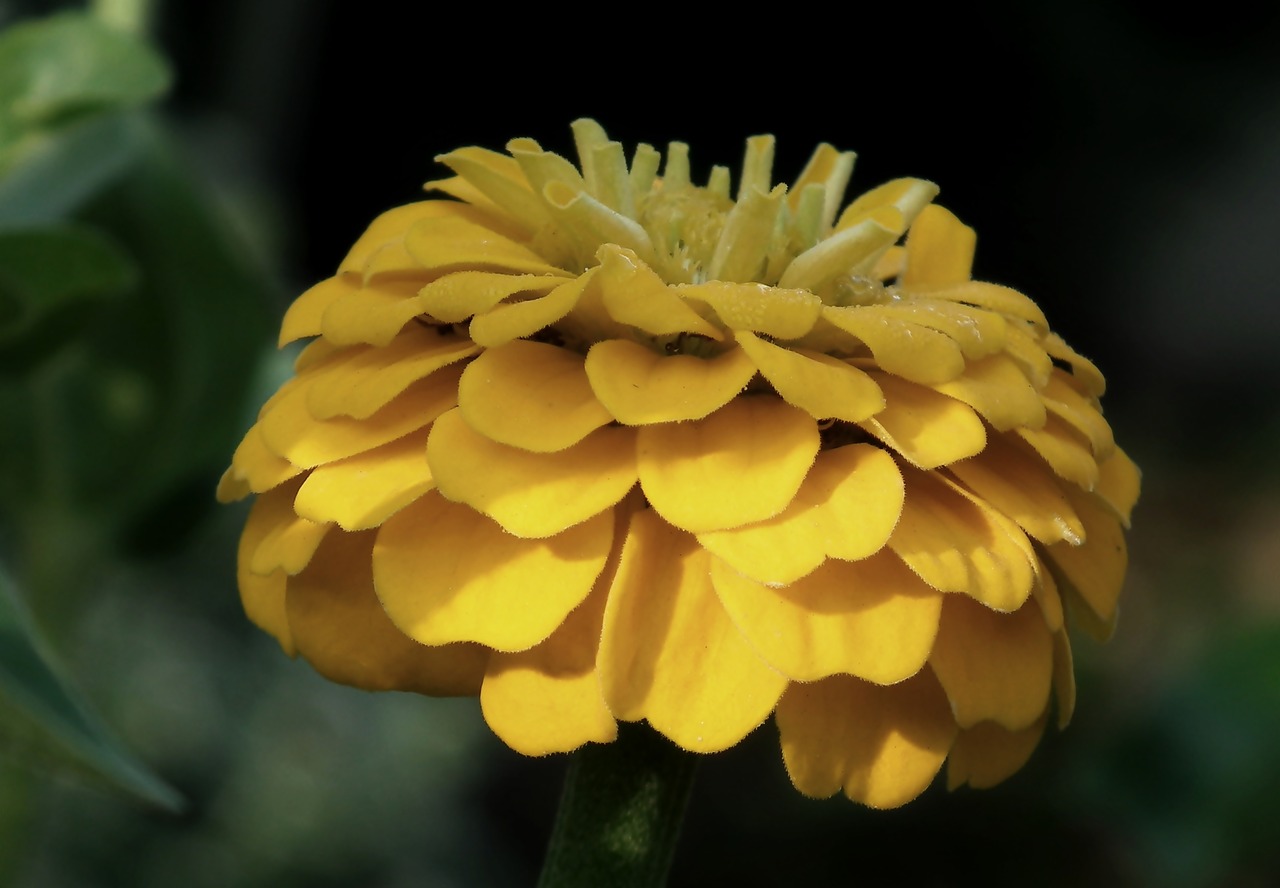 flower  zinnia  yellow free photo