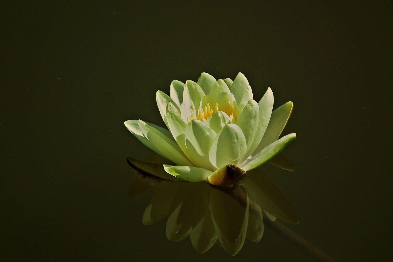 flower  water lily  pond free photo