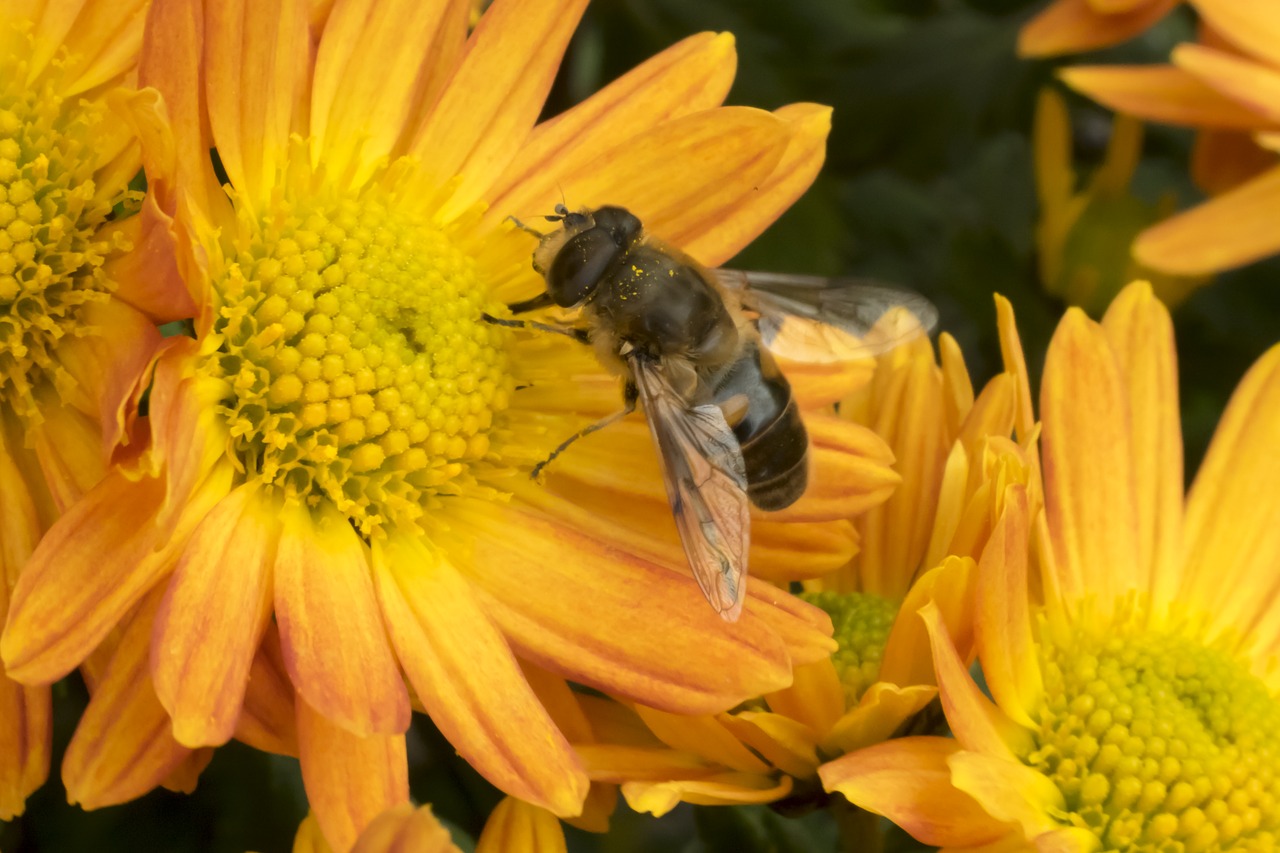 flower  autumn  in the fall free photo