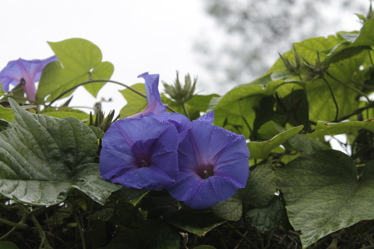 flower  purple  blossom free photo