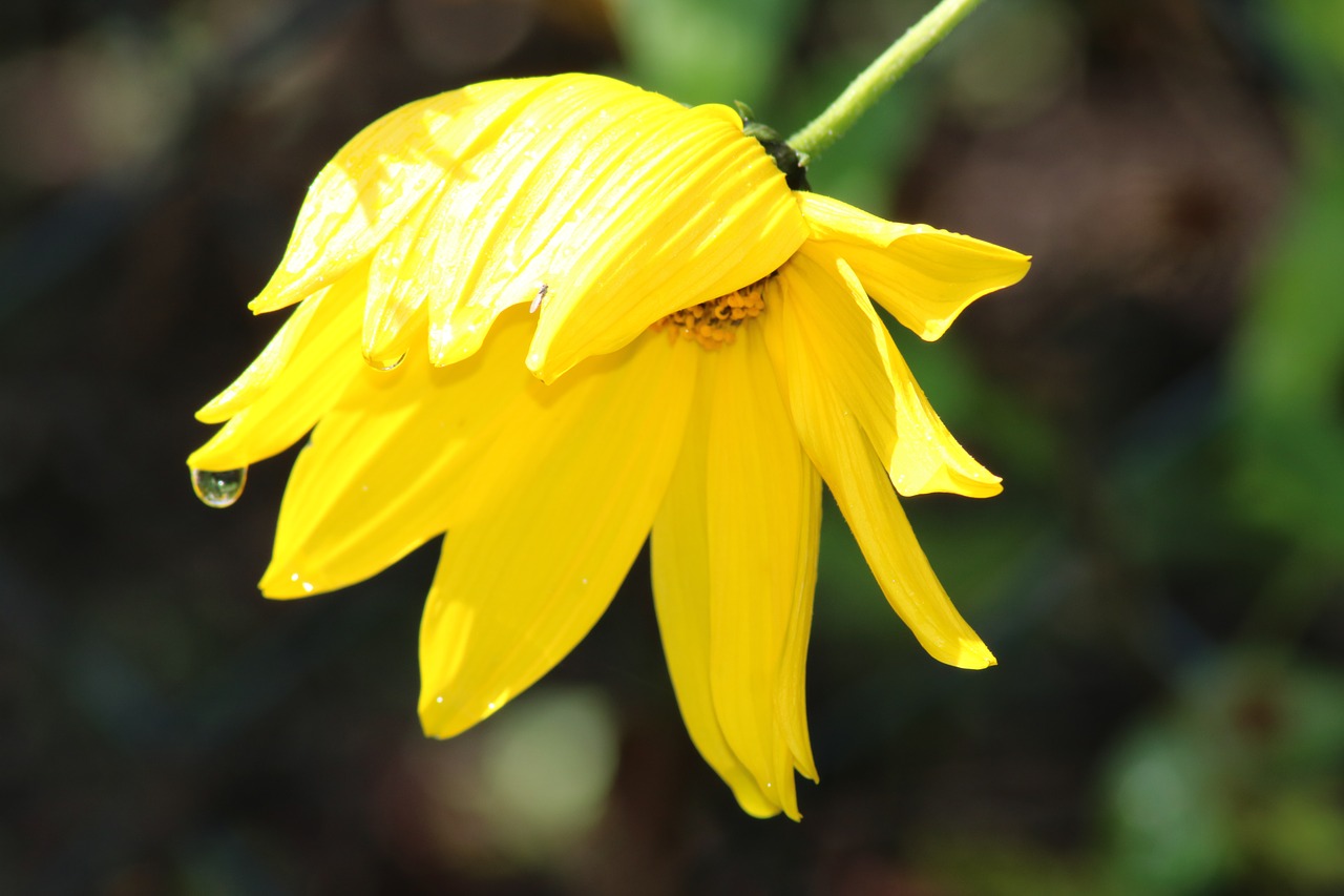 flower  yellow  bloom free photo