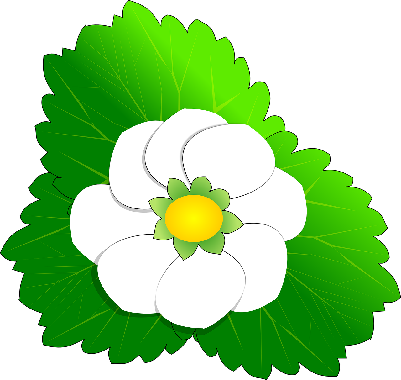 flower,strawberry,plant,white,free vector graphics,free pictures, free photos, free images, royalty free, free illustrations, public domain