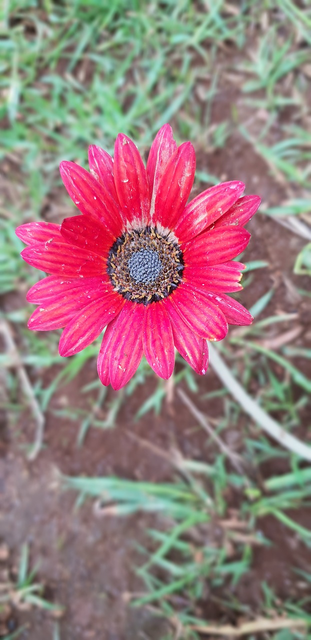 flower  red  dull free photo