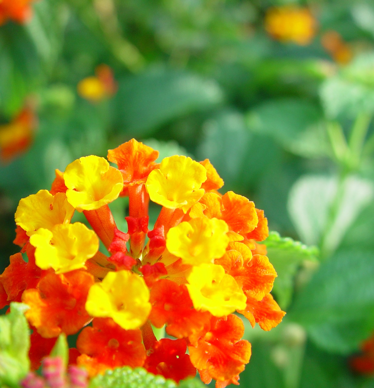 flower  nature  red free photo