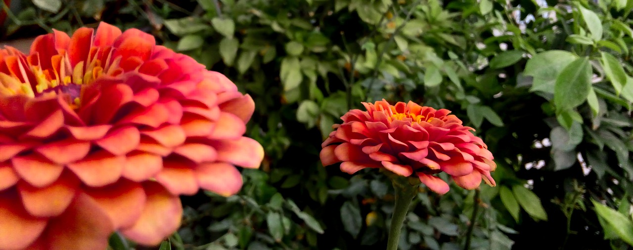 flower  orange  garden free photo