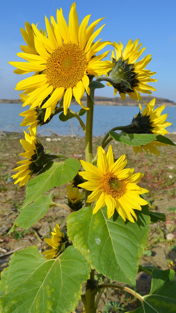 flower  water  yellow free photo