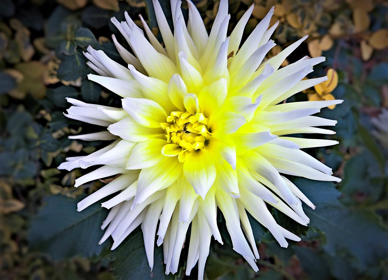 flower  dahlia  single bloom free photo