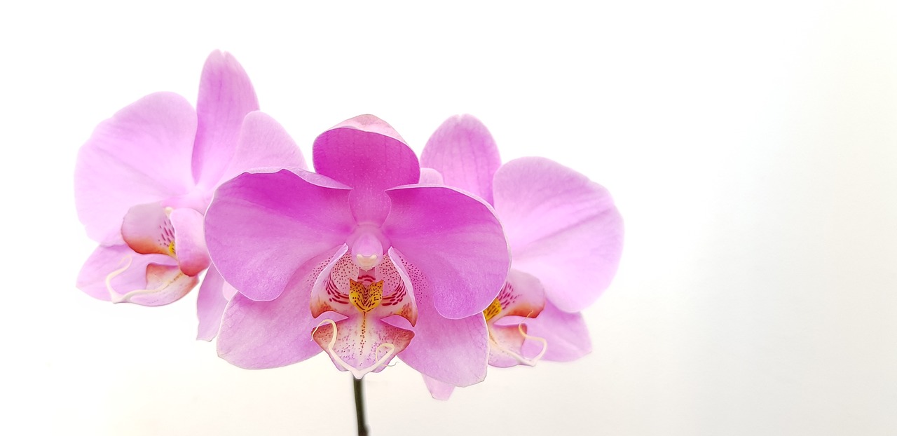 flower  orchid  pink free photo