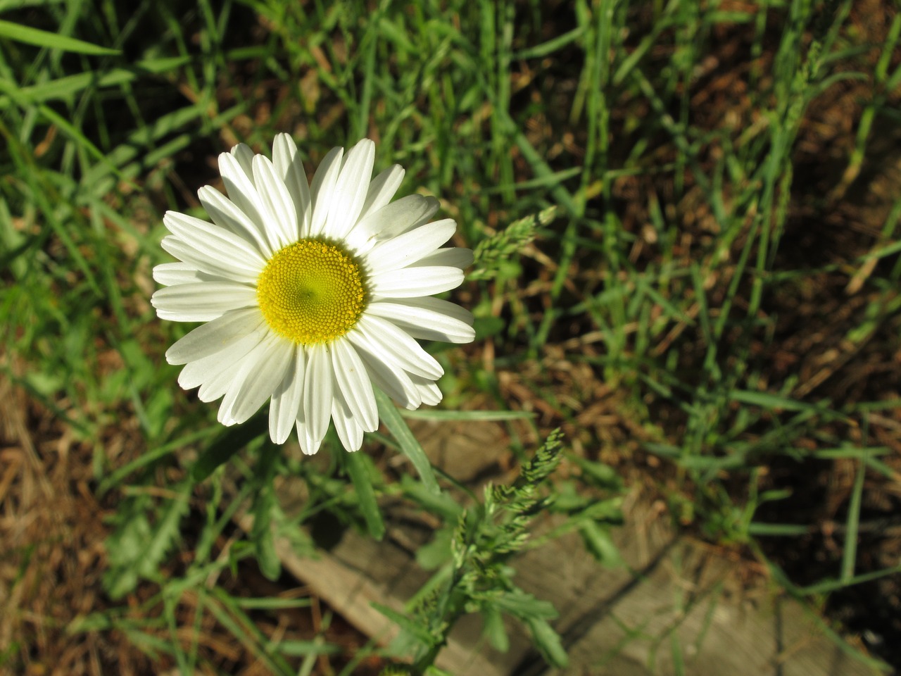 flower  garden  bloom free photo