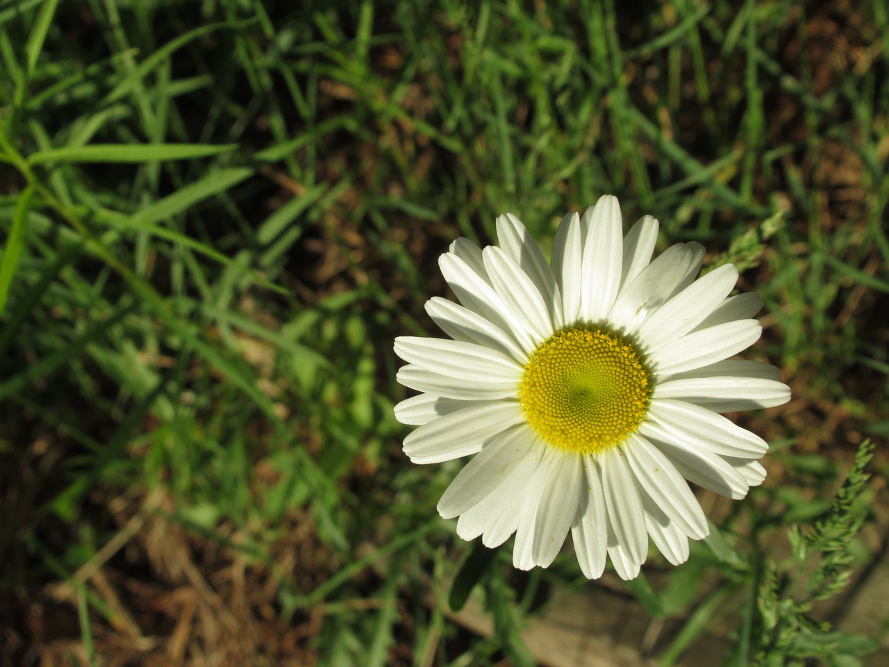 flower  garden  bloom free photo