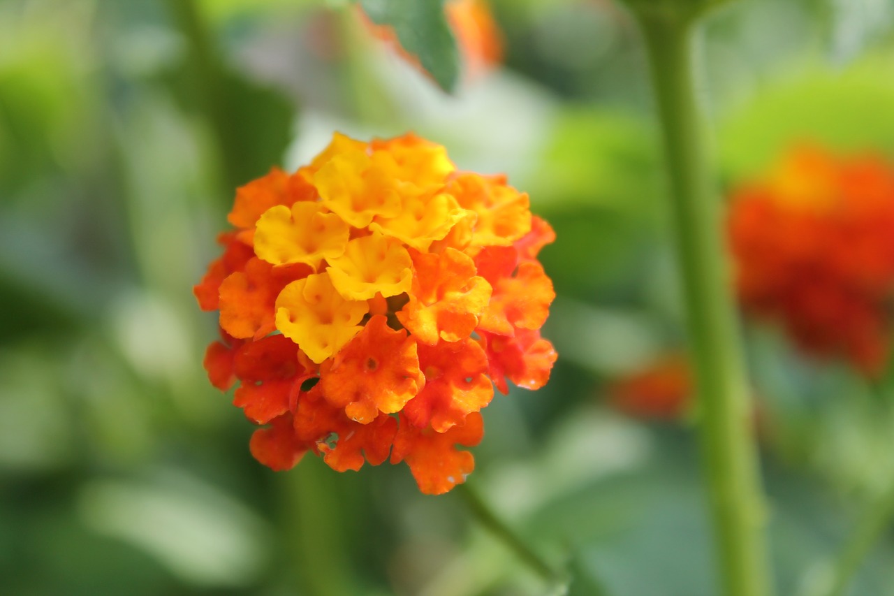 flower  orange  nature free photo