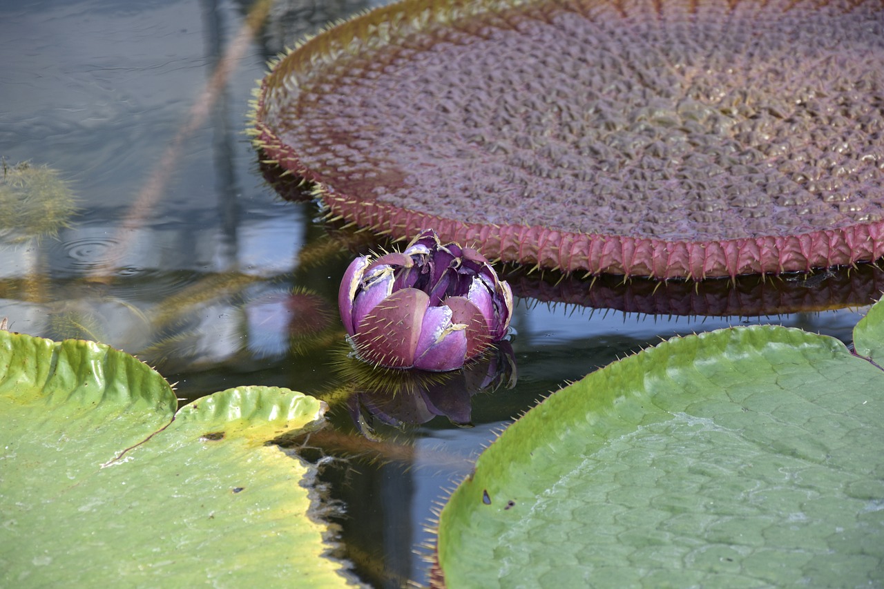 flower  water  pond free photo