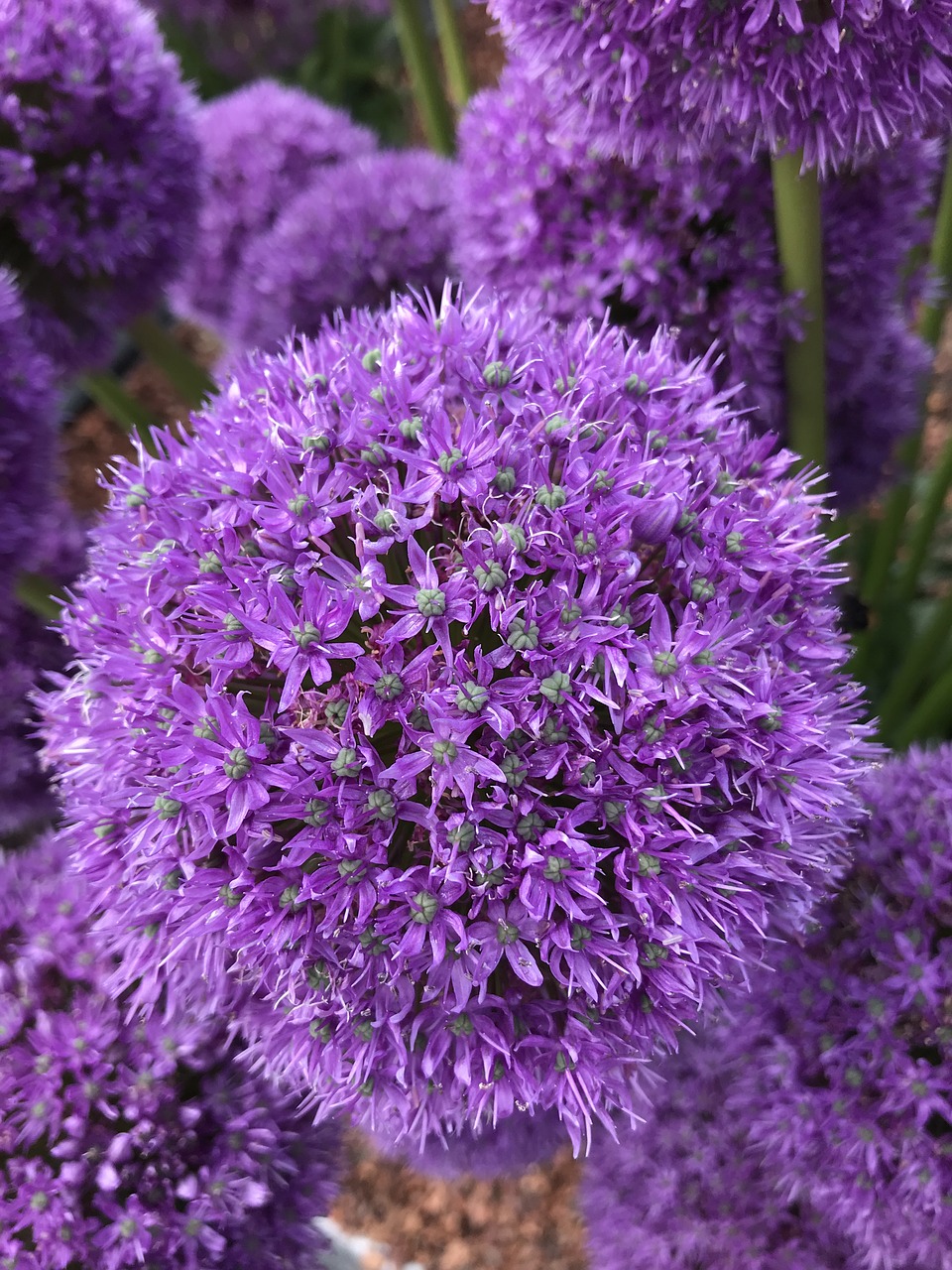 flower  purple  nature free photo