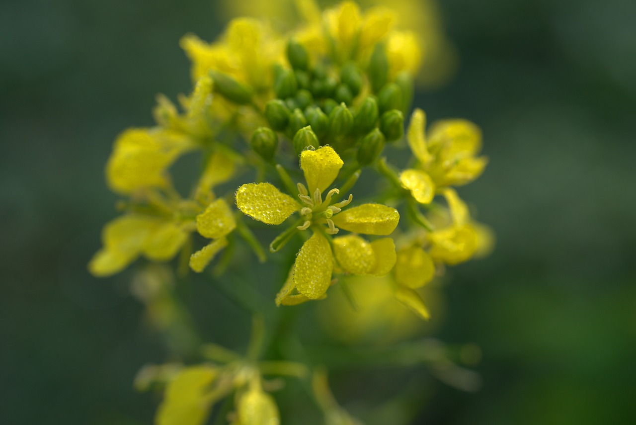 flower  blossom  bloom free photo