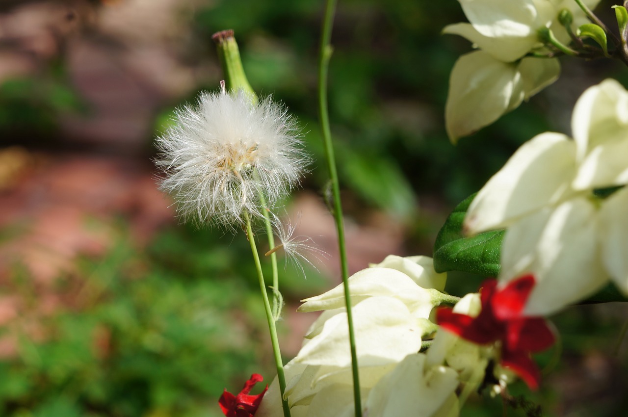 flower  natural  green free photo