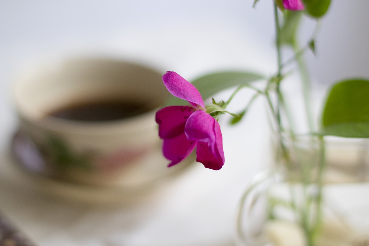 flower  coffee  break free photo