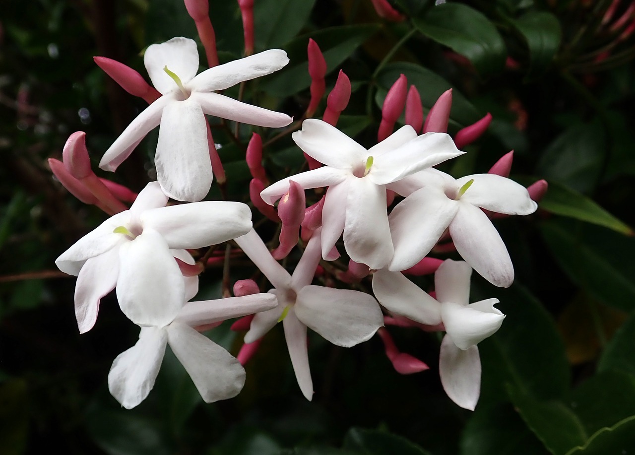 flower  jasmine  perfume free photo