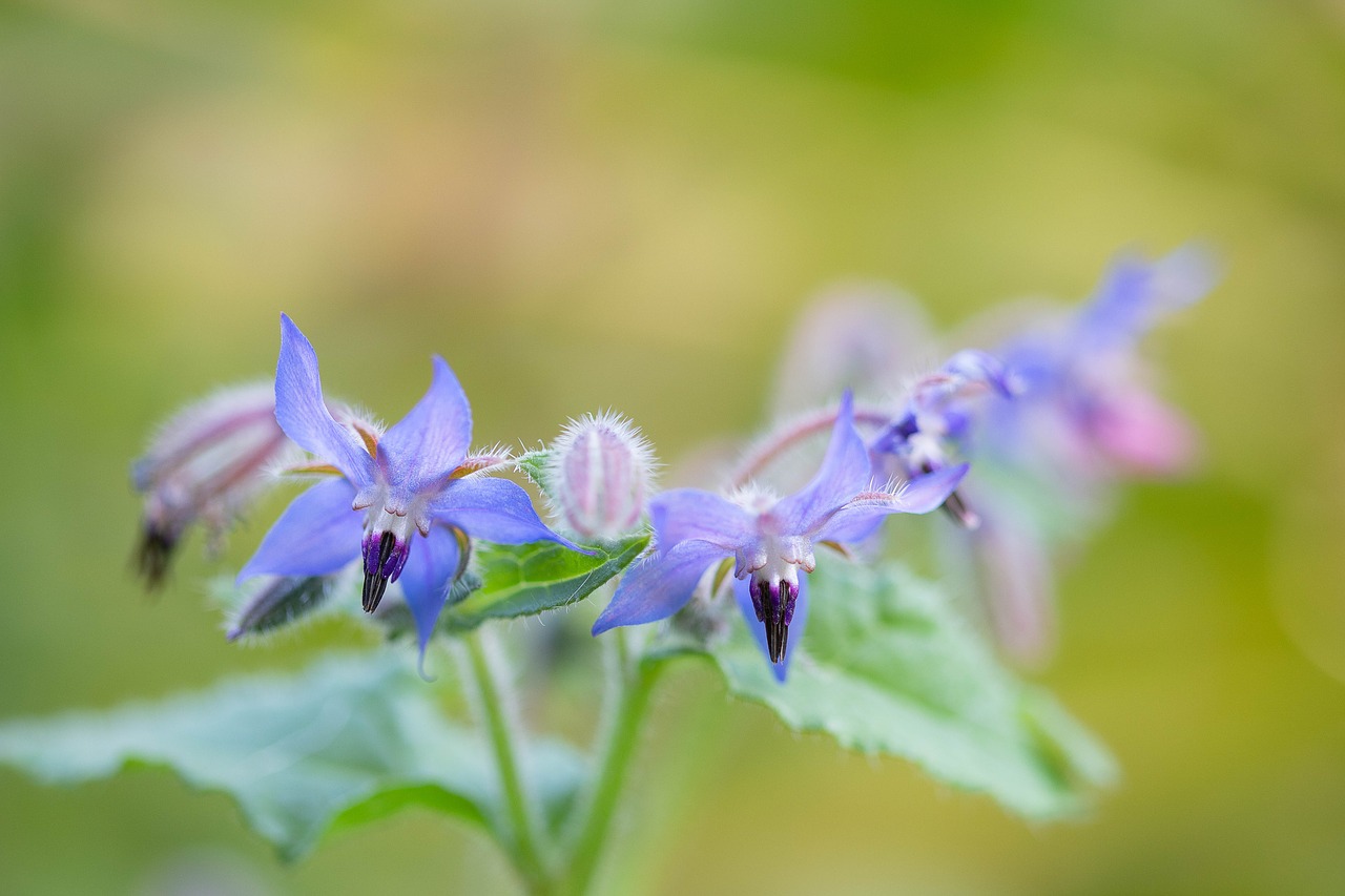 flower  blue  autumn free photo