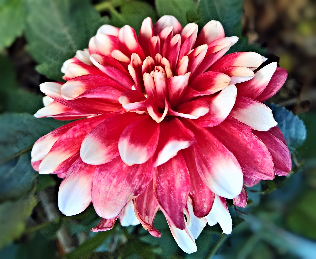 flower  dahlia  single bloom free photo