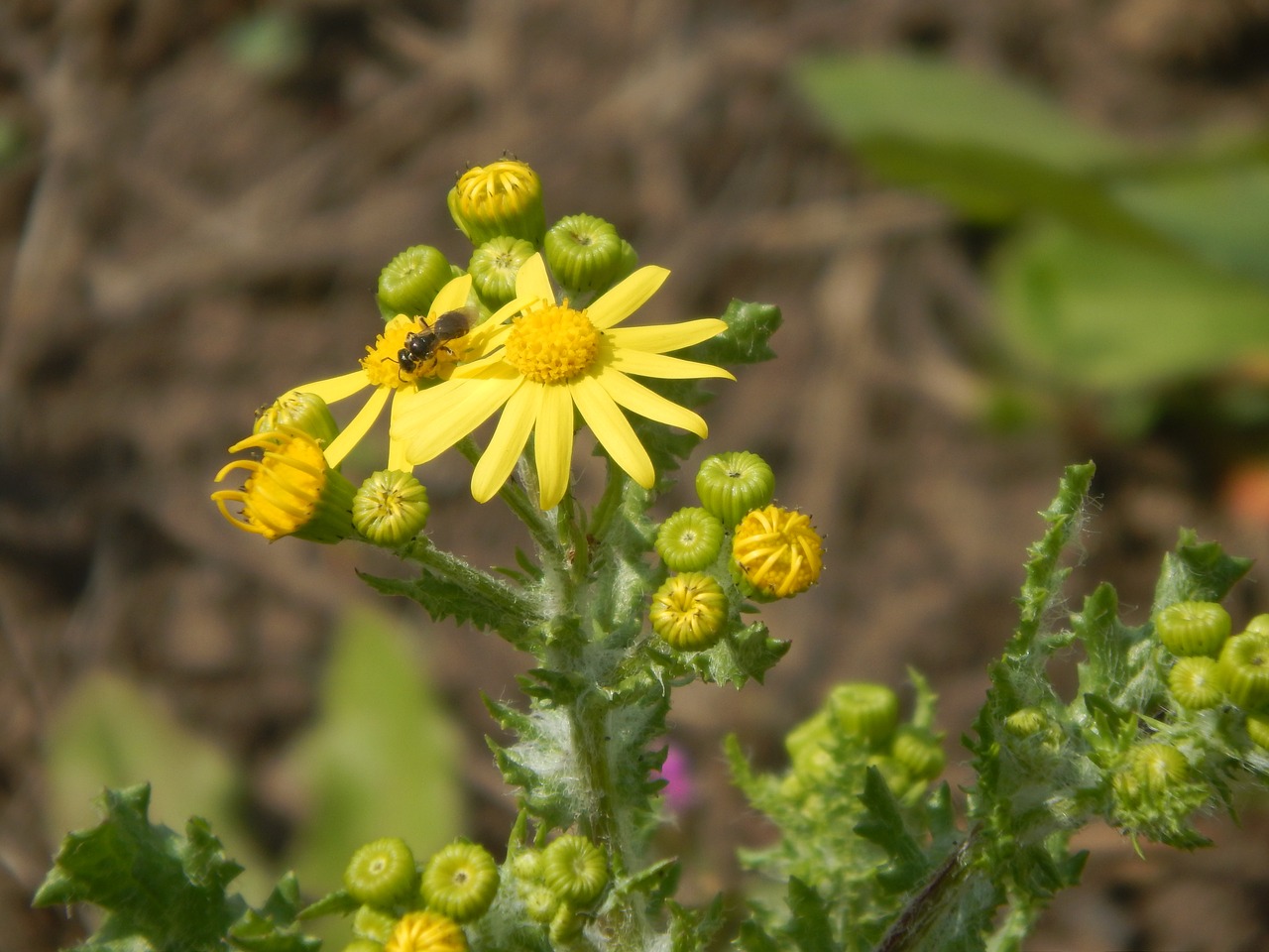 flower  bee  yellow free photo