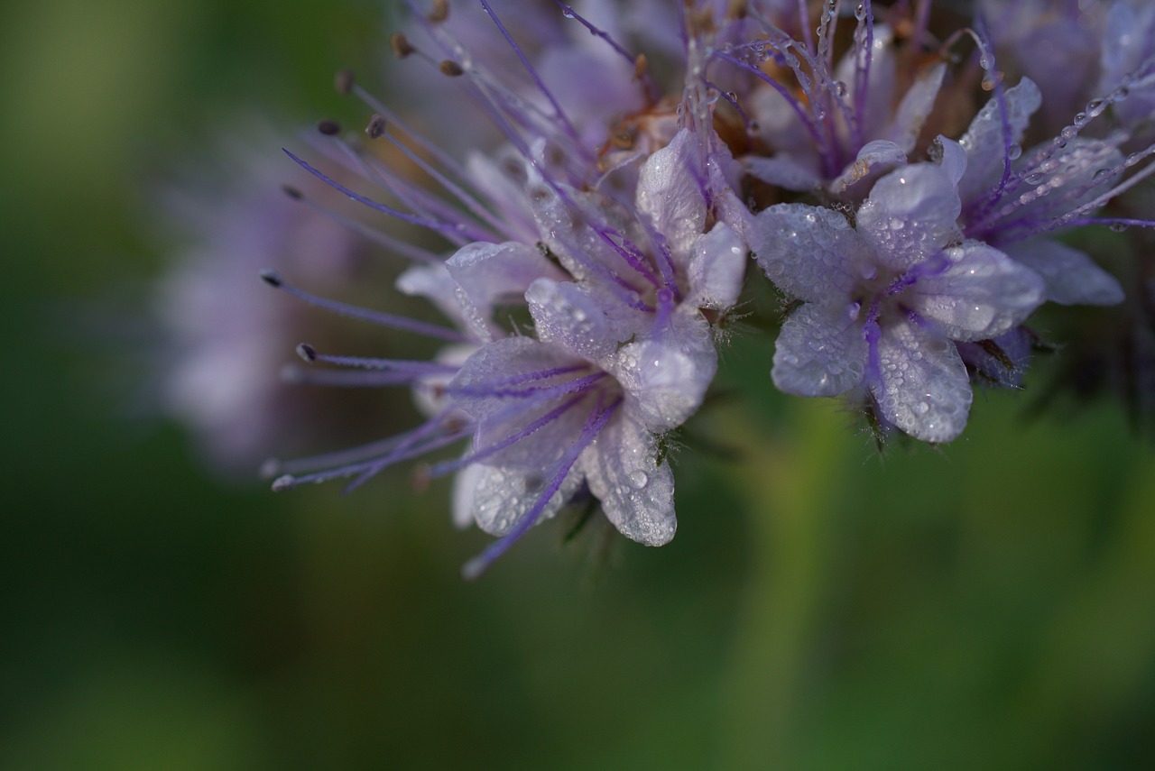 flower  blossom  bloom free photo