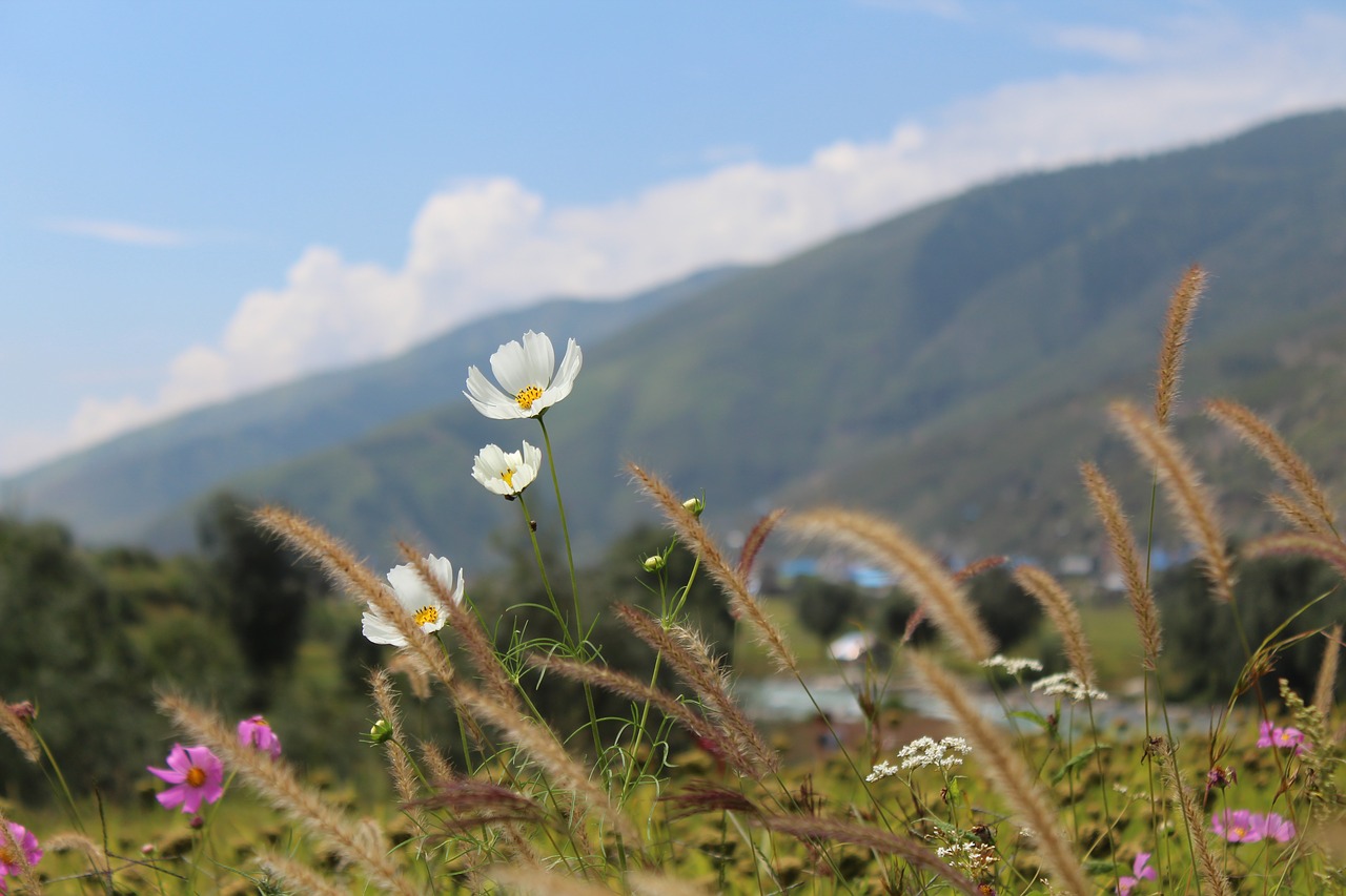 flower  blossom  bloom free photo